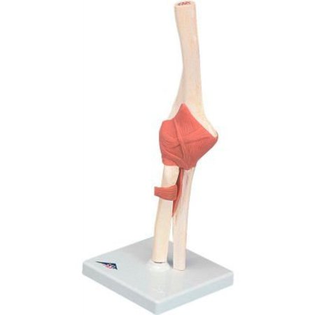 FABRICATION ENTERPRISES 3B® Anatomical Model - Functional Elbow Joint, Deluxe 955811